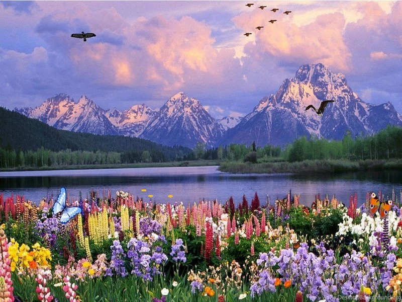 Free Butterflies Screensaver Butterflies Ponds ...