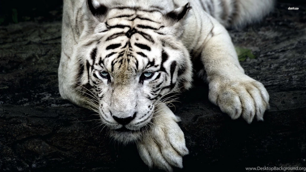 White Tiger Wallpapers D