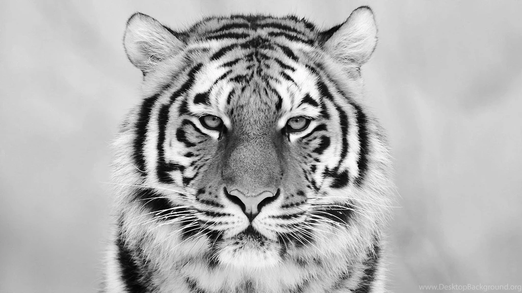 Animal Wallpapers Kokean.com: Black And White Tiger Wallpapers HD ...