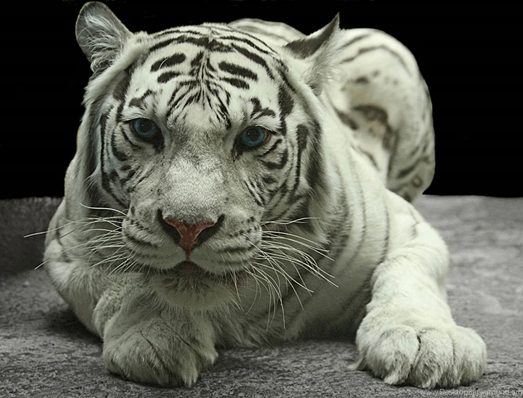Cute Baby White Tiger Wallpapers
