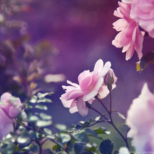 PRETTY BACKGROUNDS