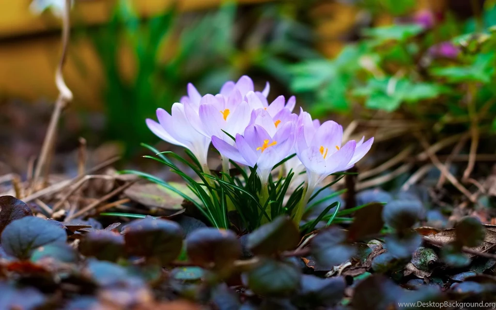 Cute Nature Desktop Wallpapers