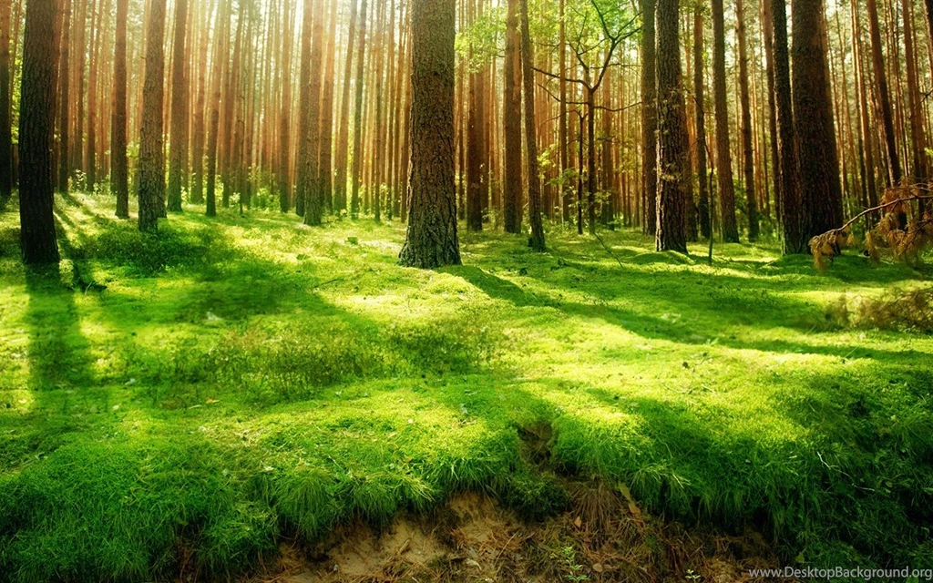 Pretty Nature Backgrounds Pictures