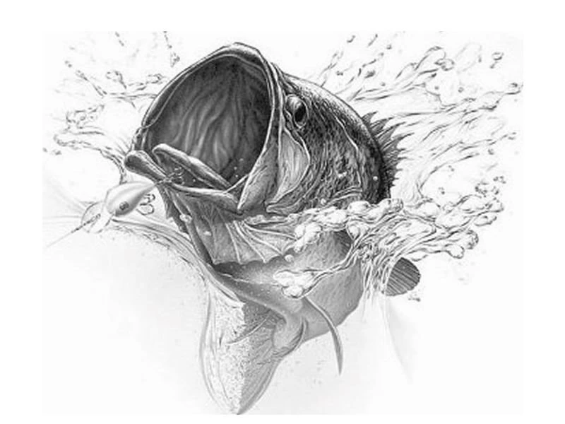 Wallpapers Boat Nitro Bass Boats 800x600