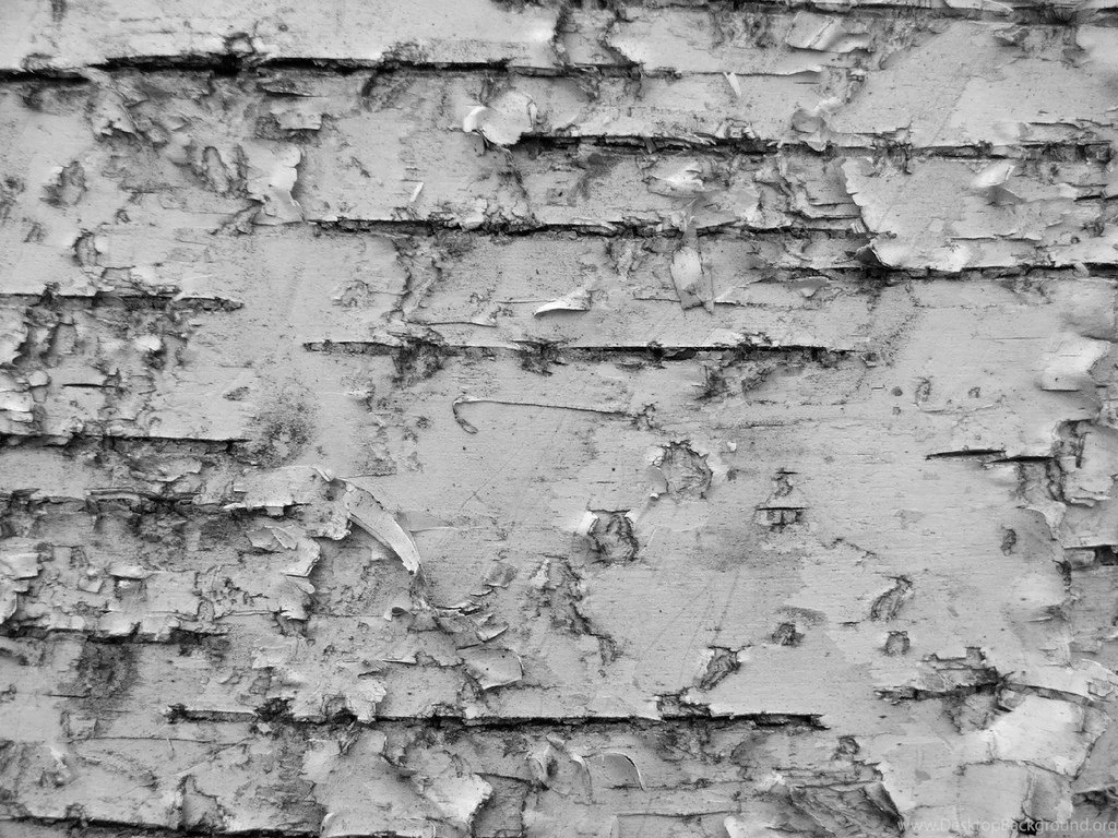 Birch Bark