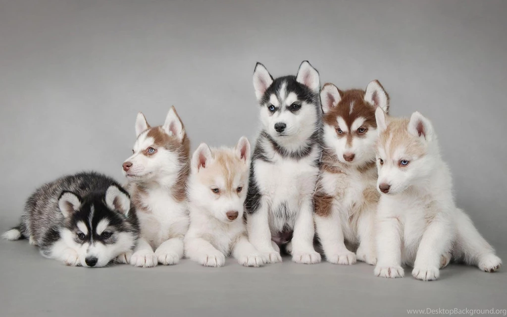 Husky Puppies Wallpapers