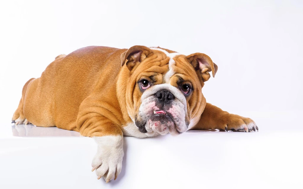 Bull Dog Wallpapers0