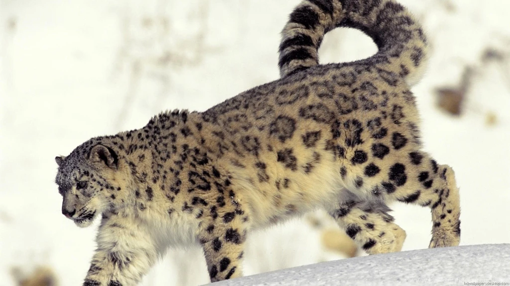 Animals Full HD Wallpapers, HD 1080P, 1980X1080, High Quality 3 ...