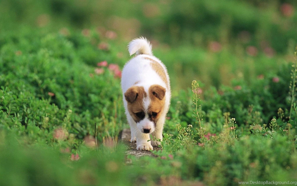 Puppy