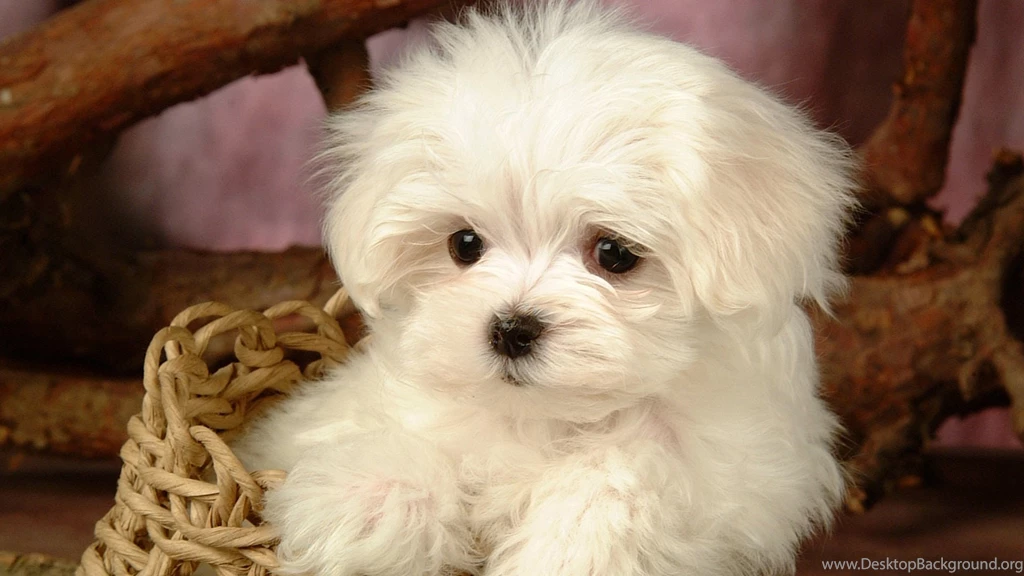 Puppies Hd Wallpapers 1080p Images