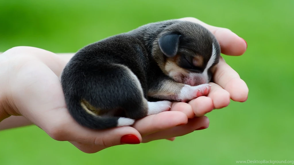 Description The Wallpapers Above Is Beagle Dog Puppy Wallpapers In ...