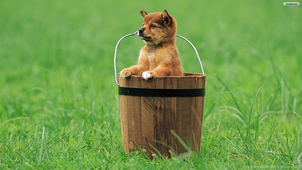 YouWall Puppy Dog In A Bucket Wallpapers Wallpaper,wallpapers ...