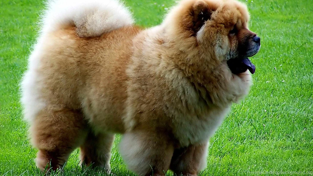 Download Beautiful Brown Puppy Dog Hd Wallpapers