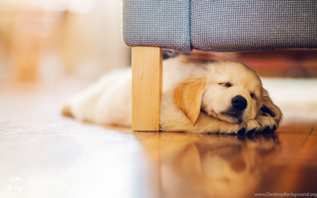 Dog, Puppy, Sleeping, Couch, Floor HD Wallpapers