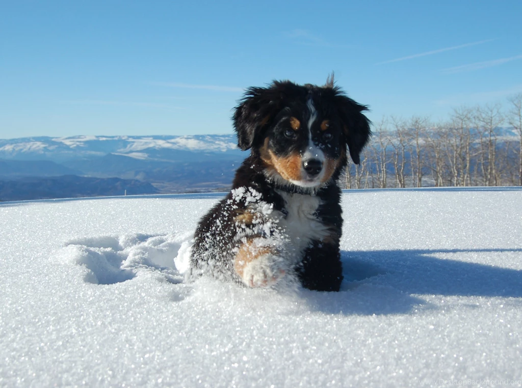 Bernese Mountain Dog Puppies Wallpaper.