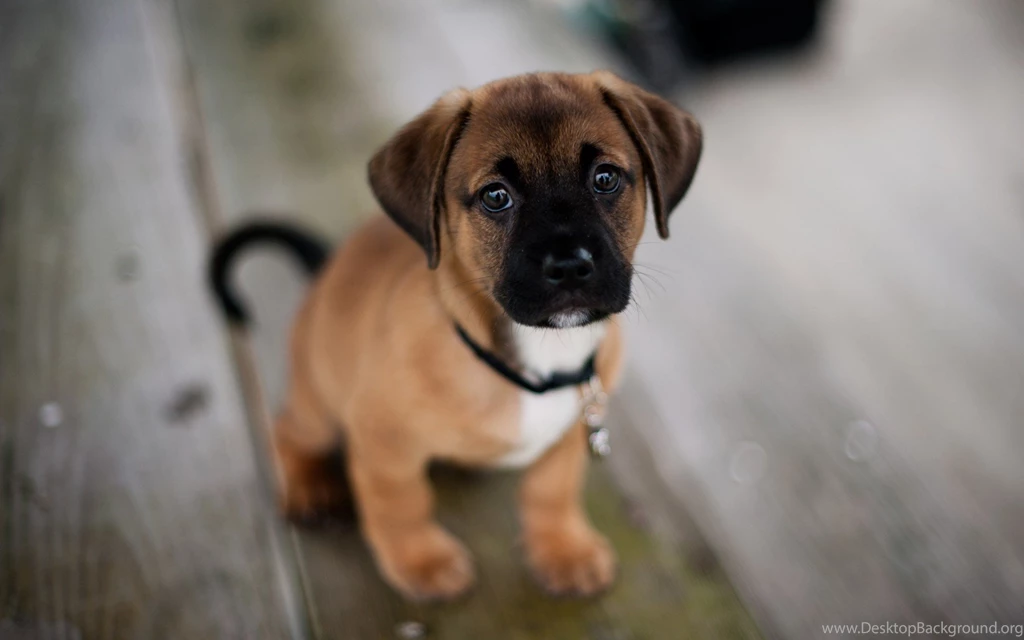 Puppy dog friend hd wallpapers
