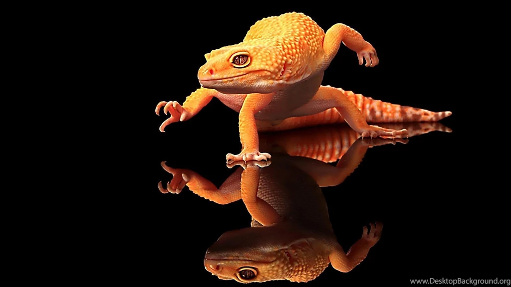Keren Kadal Hd Wallpapers Desktop: Layar Lebar: Definisi Tinggi ...