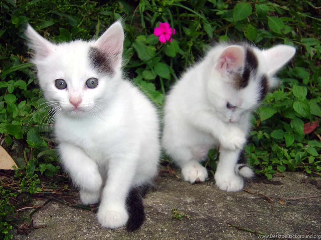Cute Animal Photos Wallpapers Desktop