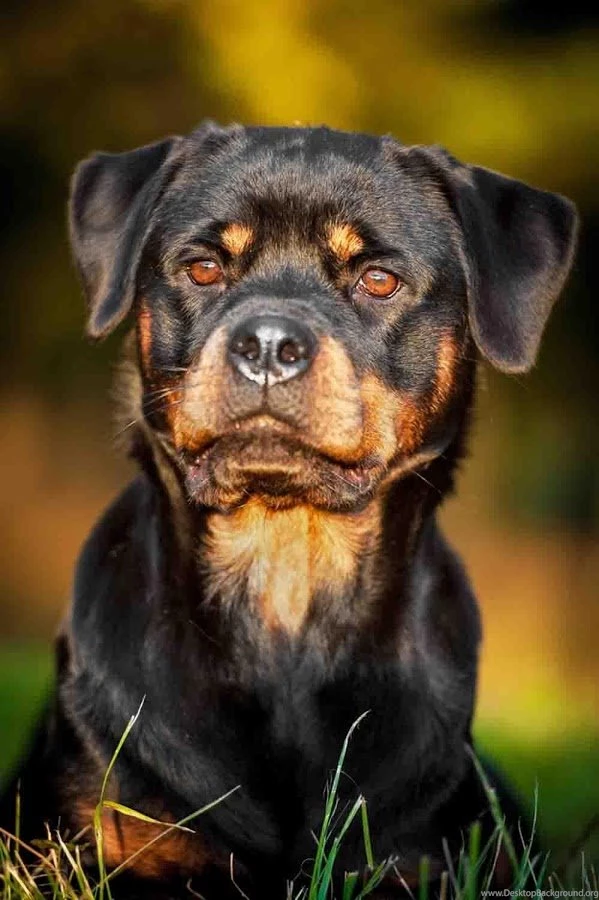 Rottweiler Wallpapers Free Android Apps On Google Play