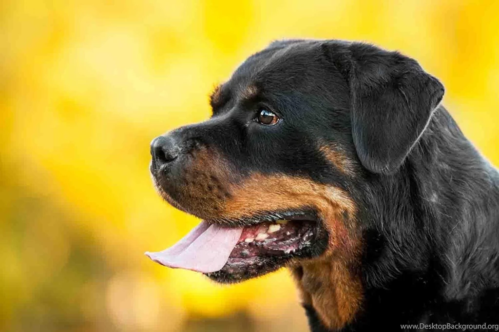 Rottweiler Wallpapers Free Android Apps On Google Play