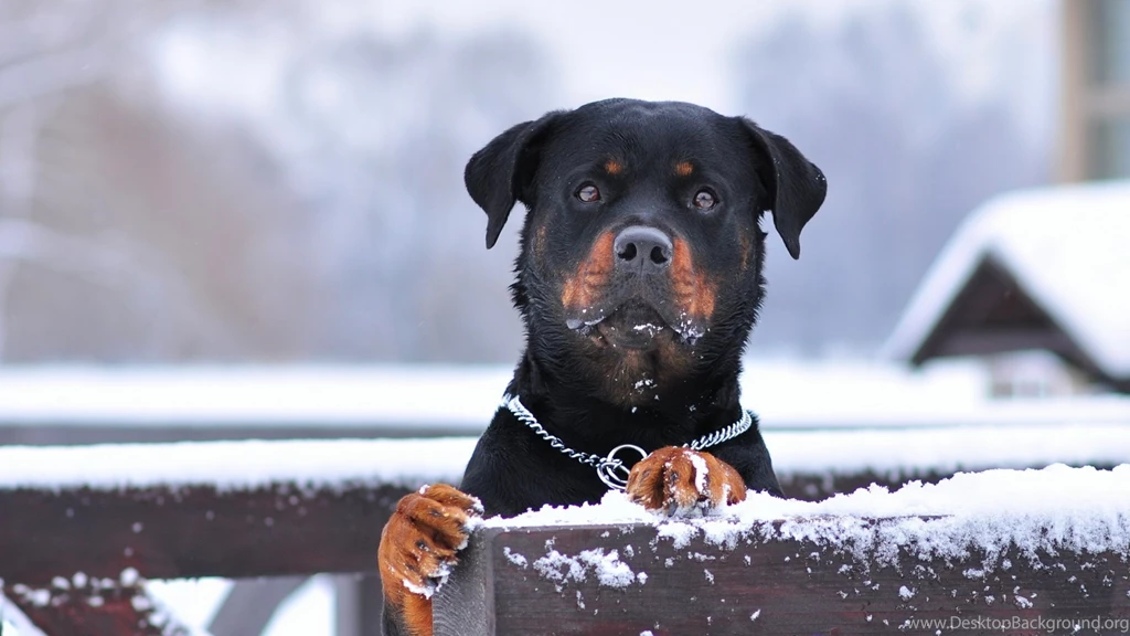 Dog Rottweiler Wallpapers Free Download