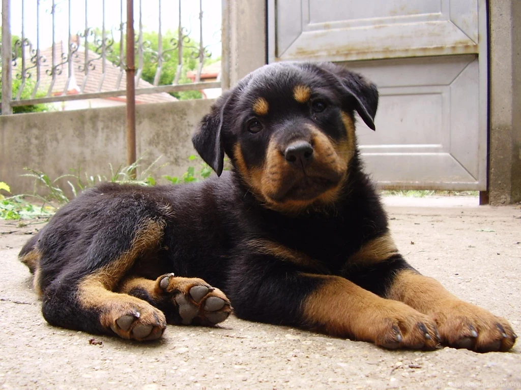 Beautiful Rottweiler Rottweiler Wallpapers (13378960) Fanpop
