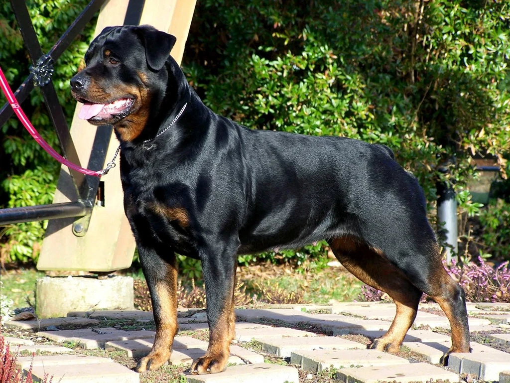 Rottweiler Dogs 19 Free Wallpapers DogBreedsWallpapers.com