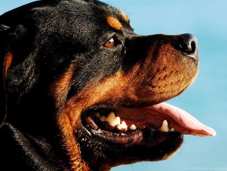 Top Ten Rottweiler HD Wallpapers Free Download