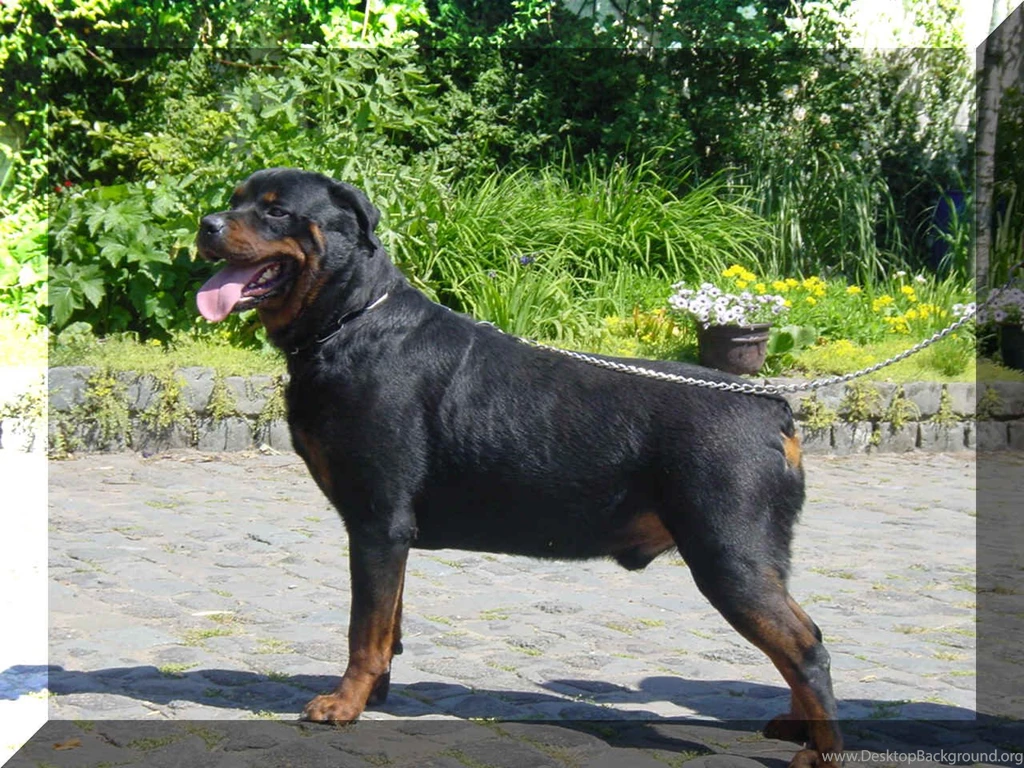 Wallpapers Rottweiler Frans Rottweilers 1280x960