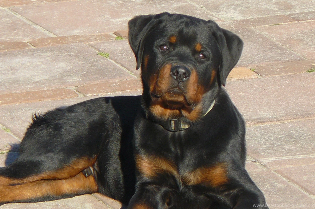Saturday 23rd May 2015 08AM 2832x2128 Rottweiler Desktop ...