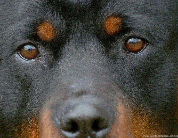 Top Ten Rottweiler HD Wallpapers Free Download TOPELY Source Of ...