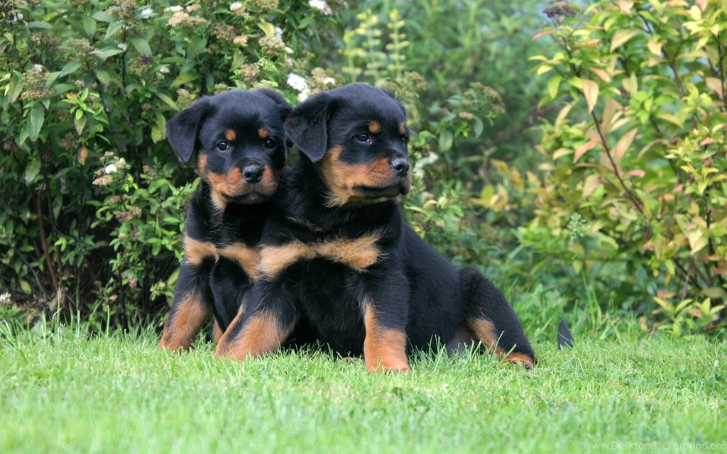 17 Rottweiler HD Wallpapers