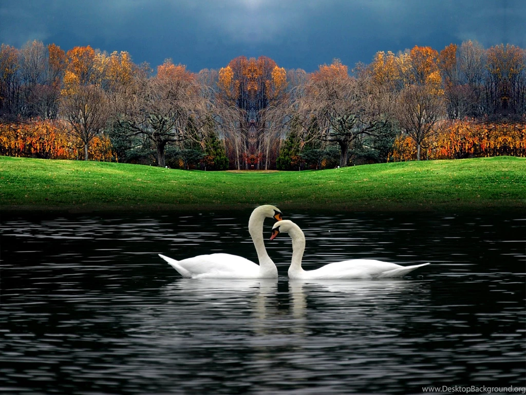 Two Swan In River Cool Desktop Backgrounds