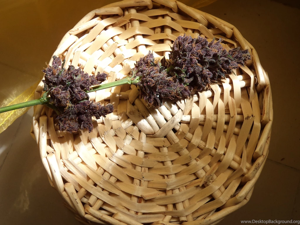 Top Purple Kush Wallpapers The Wallpapers