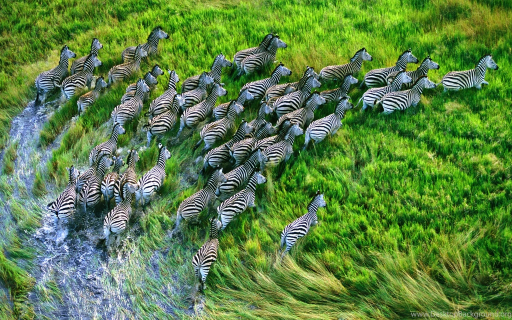 Field Green Run Zebra HD Wallpapers