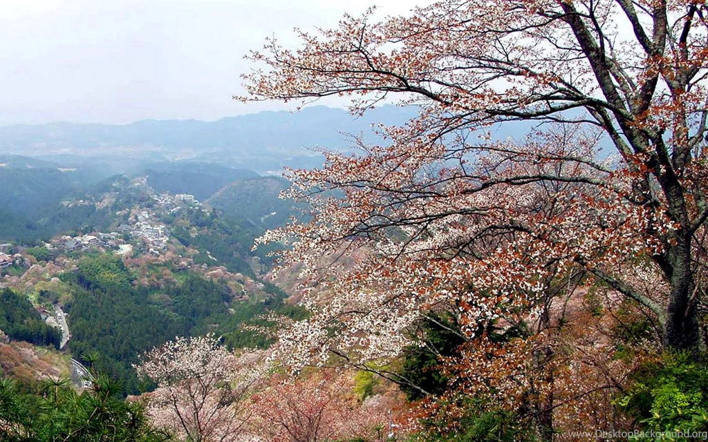 Japanese Style: Houses Photographic Wallpapers Of Cherry Blossoms ...