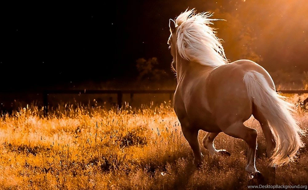 Hd Wallpapers For PC