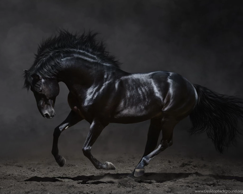 Strong Black Horse Desktop Backgrounds HD 1920x1200