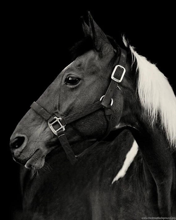 Paint Horse With Black Backgrounds Photograph By ApplesAndOats