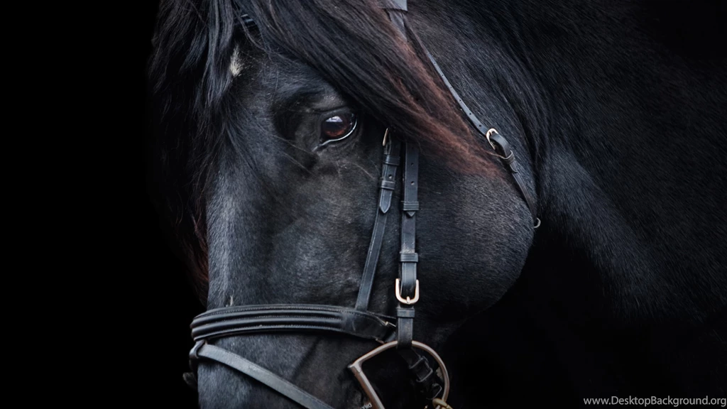 Black Horse Backgrounds Wallpapers Hd