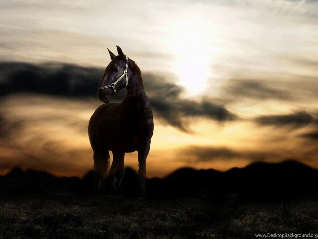 Black Horse Best Desktop Wallpapers