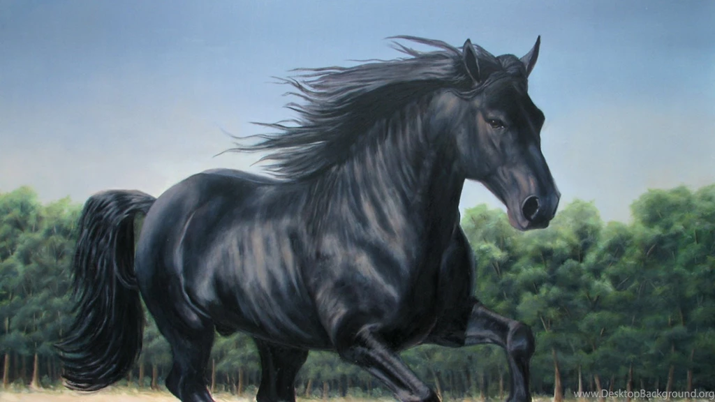 Black Horse Hd Wallpapers