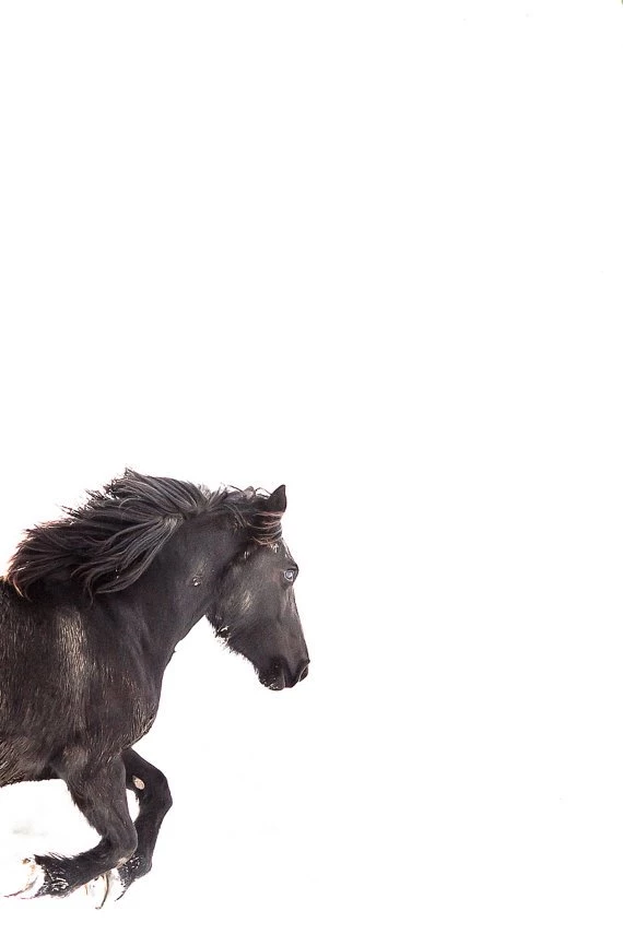 Horse Photography Black Horse Running On By WildnisPhotography