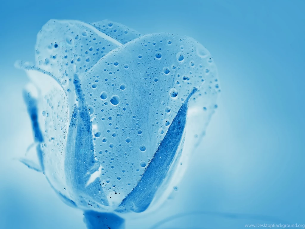 Wallpapers For The Computer, Blue Aqua Rose, Rain Drops All Over ...