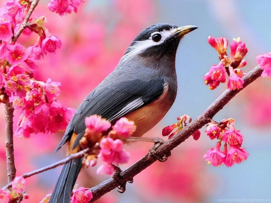 Beautiful Desktop Wallpapers