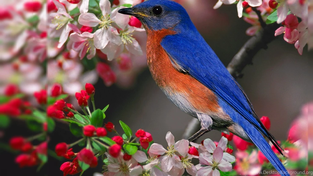 Flying Bird Wallpapers