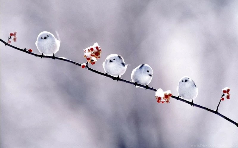 Birds,flowers Flowers Birds Animals Outdoors Branches 1280x800 ...