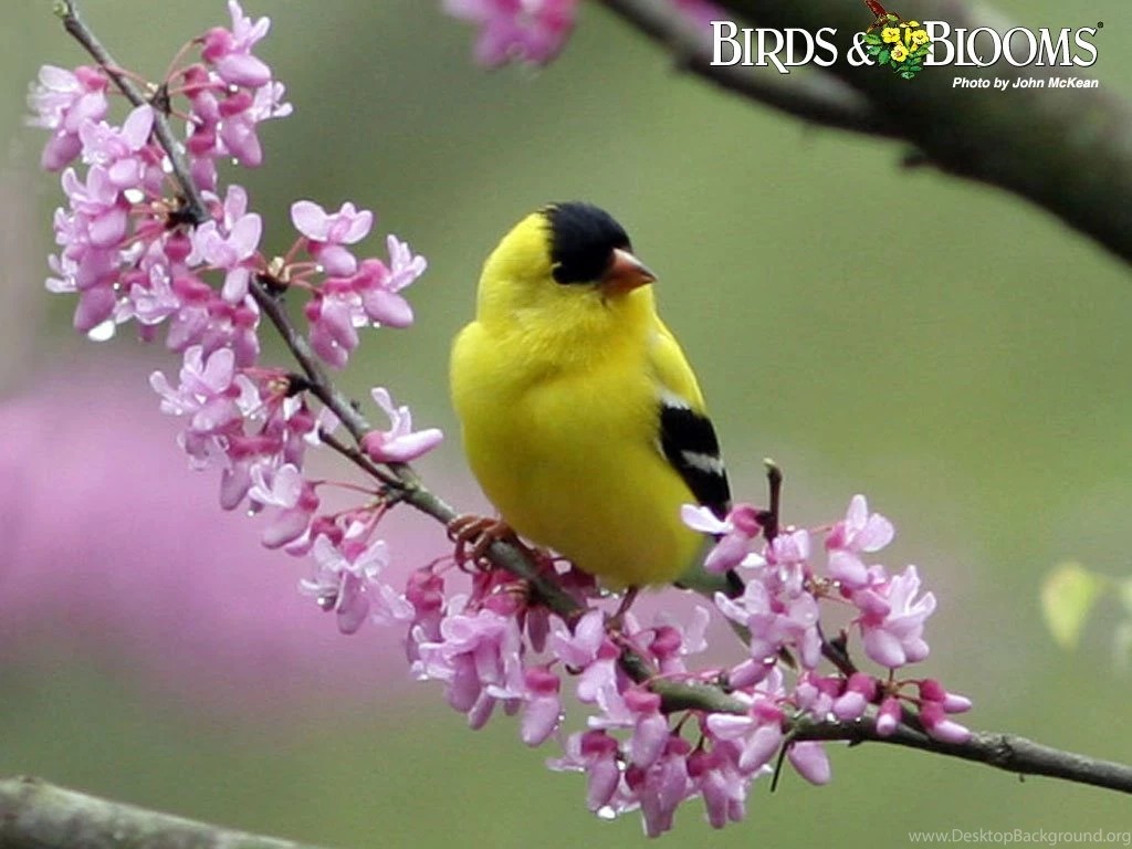 Birding Birds & Blooms. Bird Wallpapers Com Screensavers ...