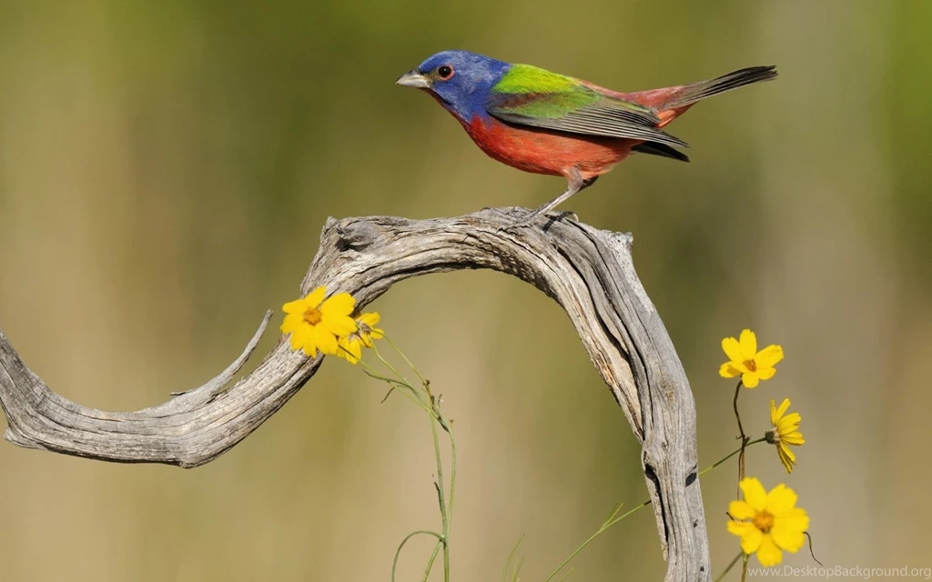 Flowers For Flower Lovers.: Flowers And Birds Desktop Wallpapers.