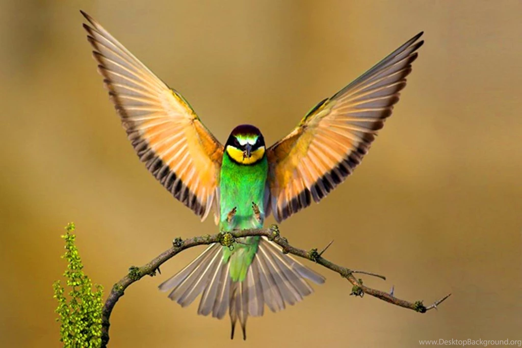 19 Animals Desktop Wallpapers › 980209 Birds Wallpapers